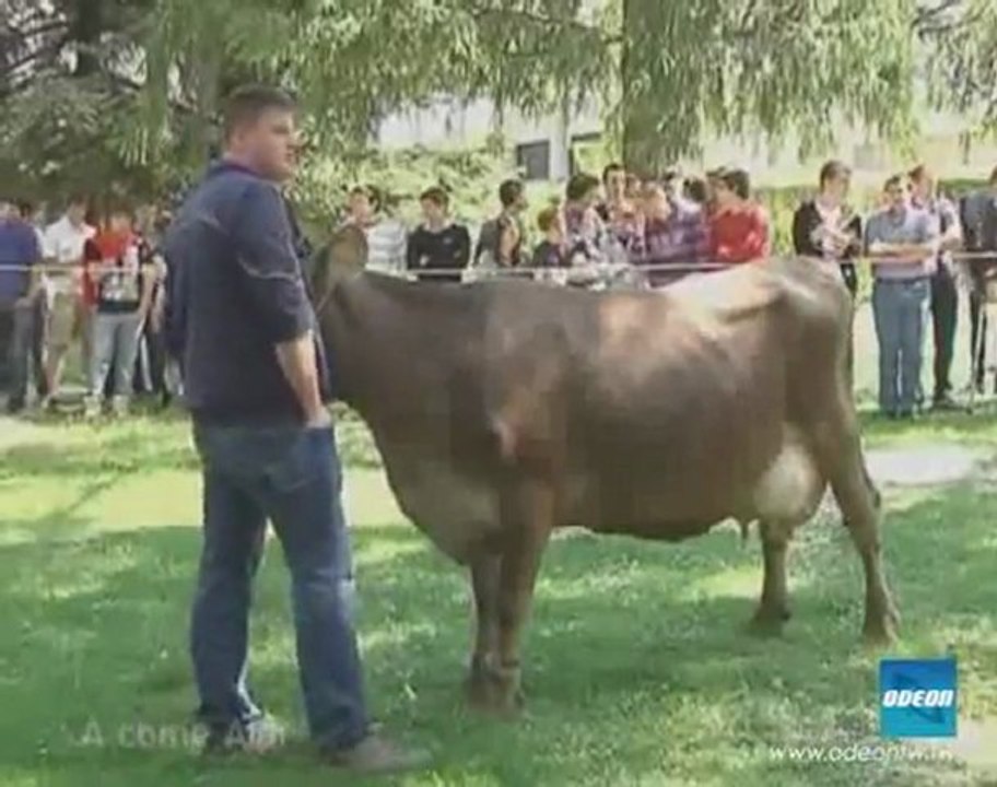 A COME ALPI - 23 maggio 2011