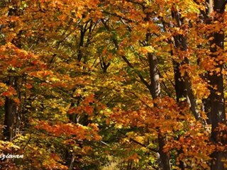 North York House - Glenelia Ave