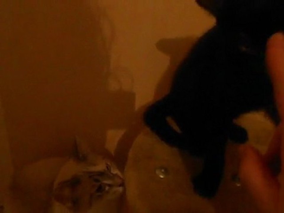 guiniol et shanel,sequences jeu et bisou