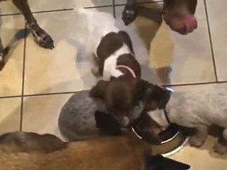 Portee Chao'Lynn 2011 - Le repas.mpg