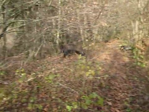 Teckels chassent aux sangliers EQUIPAGE: DU BOIS D'IVRES