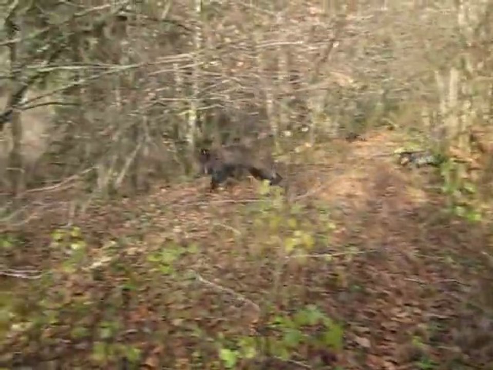 Teckels  chassent aux sangliers  EQUIPAGE: DU BOIS D'IVRES