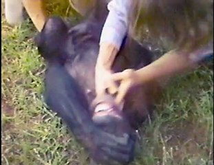 Le Projet Nim - Bande-annonce