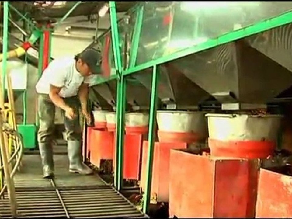 Compañía Cafetera La Meseta S.A. | Coffee to the World | Colombia Coffee