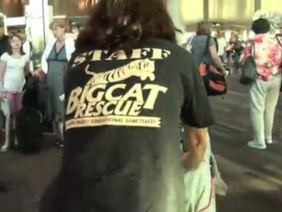 MAX - Rescued "Pet" Bobcat...