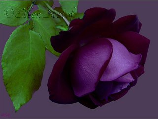 ANLADIM SEVMEYECEKSİN BENİ SEN NAZLI ÇİÇEK