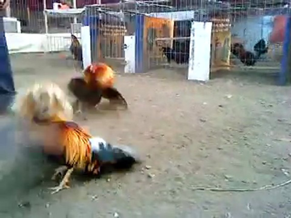 EL SICOMORO