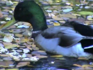 contre le stress canards tranquilles