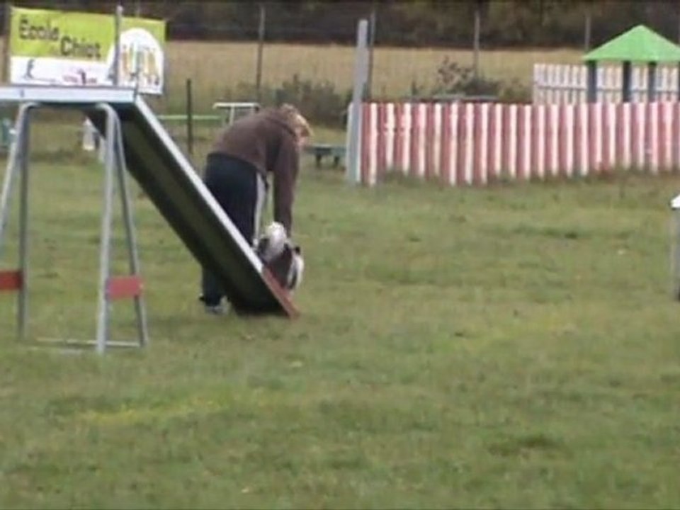 Cléa & Etoile Entraînement Agility le 26 Novembre 2011
