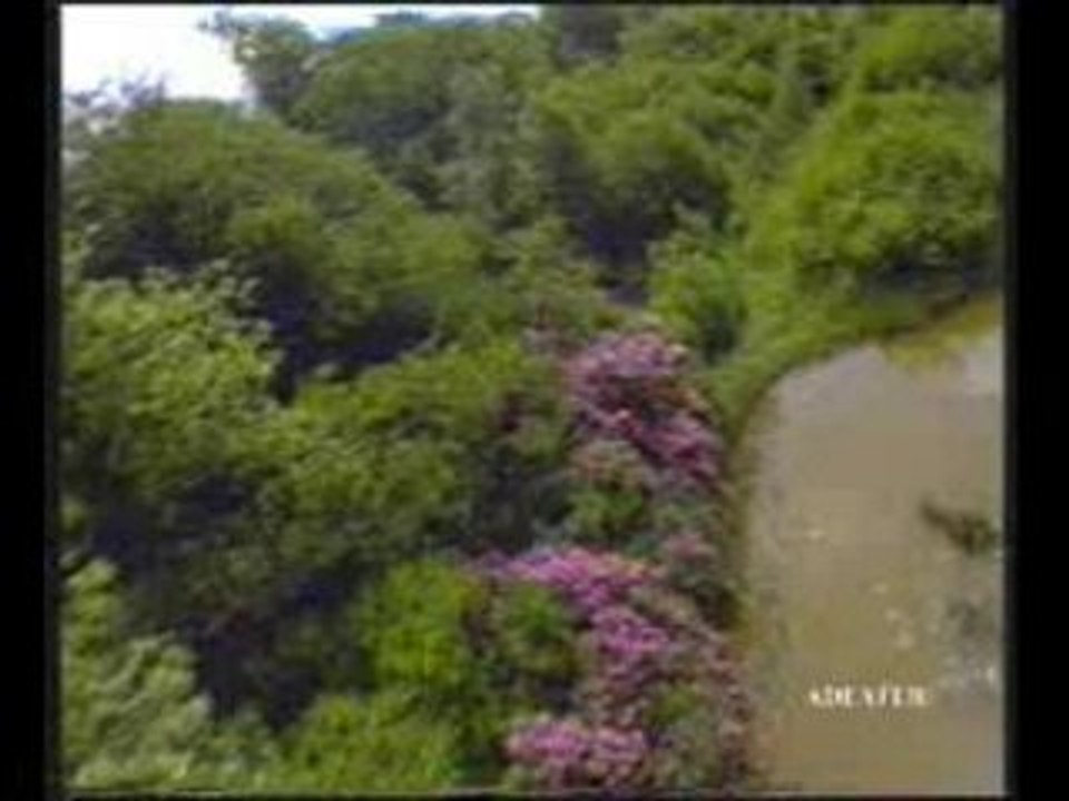 la chasse aux canards