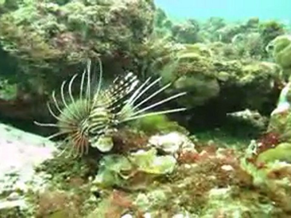 planet octopus - Plongée pour enfants_