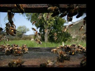 İstanbul Bal Evi Reklam Müziği