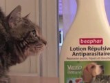 BEAPHAR Italia Cominter biocidas perros y gatos-Anti pulgas