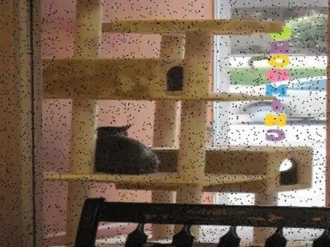 Charlotte Pet Boarding Review Kennels in Charlotte Review