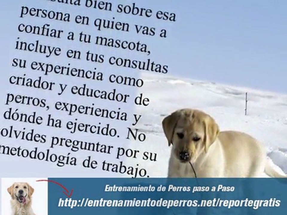Adiestramiento de Perros Labradores