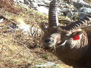 Les bouquetins du massif de Belledonne