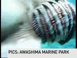 Prehistoric shark captured on film