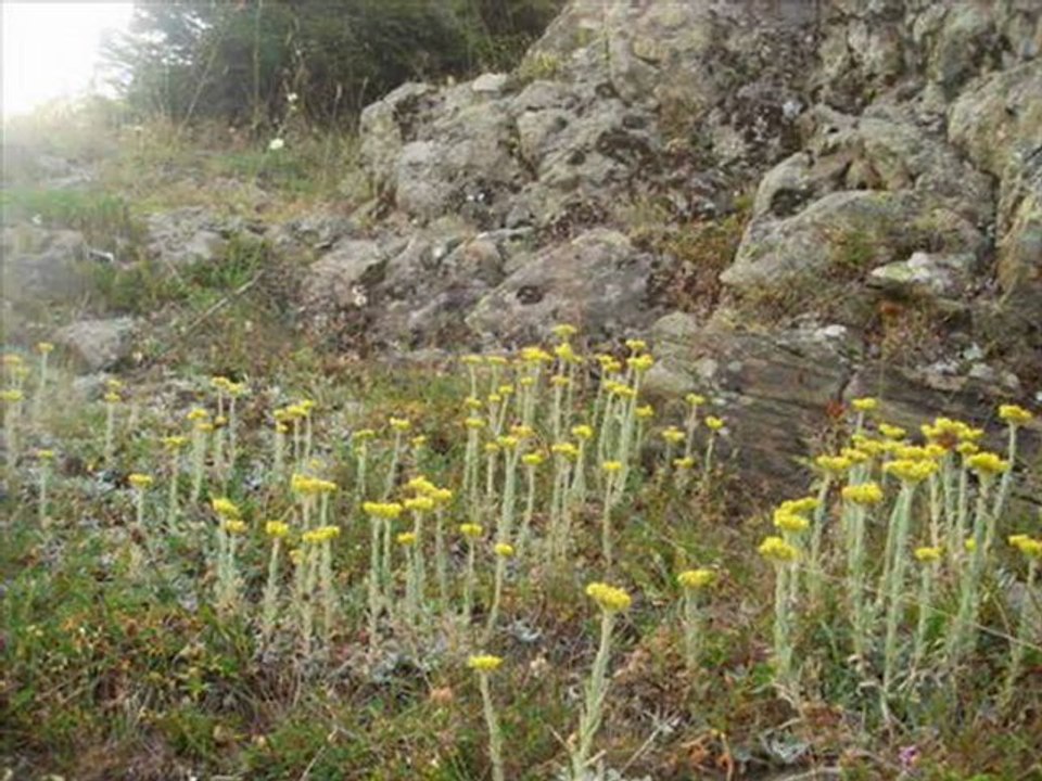 KONUKLU KÖYÜ MELENSE BEKTAŞ YAYLASI --GİRESUN DERELİ--