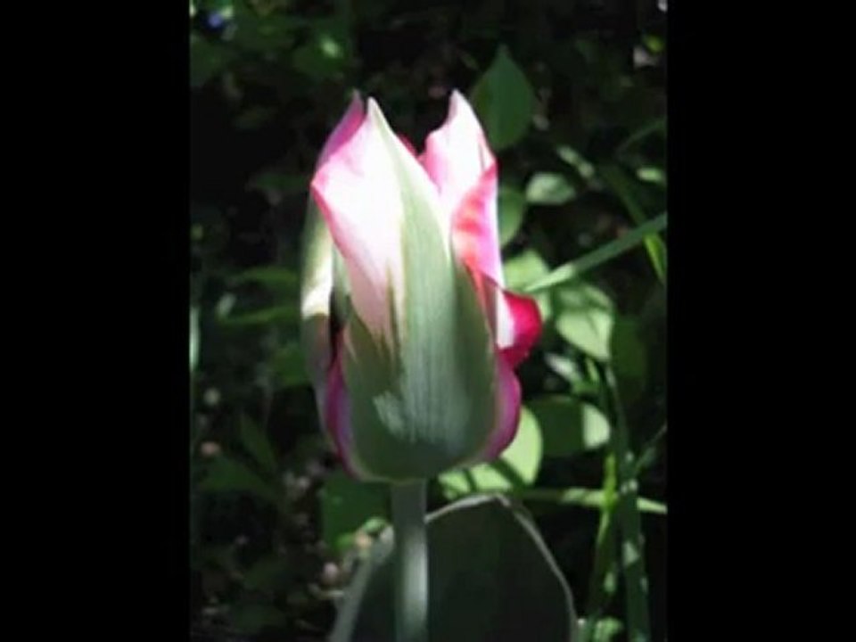 Meditation - Friedliche Pause (Kurz) Deutsch