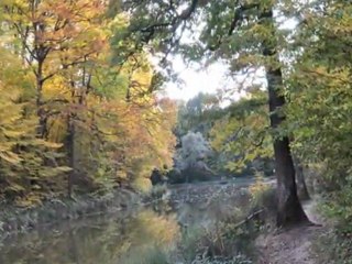 Forêt de Lespinasse