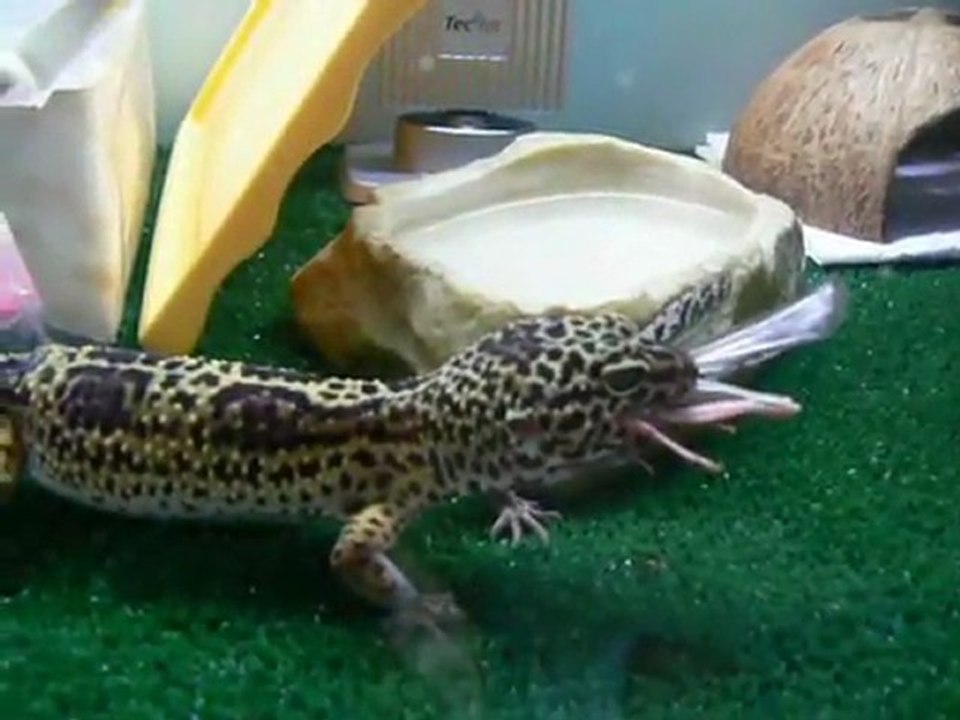 Gecko mange criquet Juin 2009