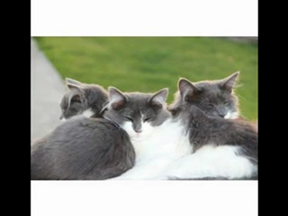 ►★►★► Best Selling Cyber Monday Canon EOS 60D 18 MP CMOS Digital SLR Camera with 3.0-Inch LCD and 18-135mm f/3.5-5.6 IS UD Standard Zoom Lens ◄★◄★◄