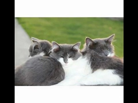 ►★►★► Best Selling Cyber Monday Canon EOS 60D 18 MP CMOS Digital SLR Camera with 3.0-Inch LCD and 18-135mm f/3.5-5.6 IS UD Standard Zoom Lens ◄★◄★◄