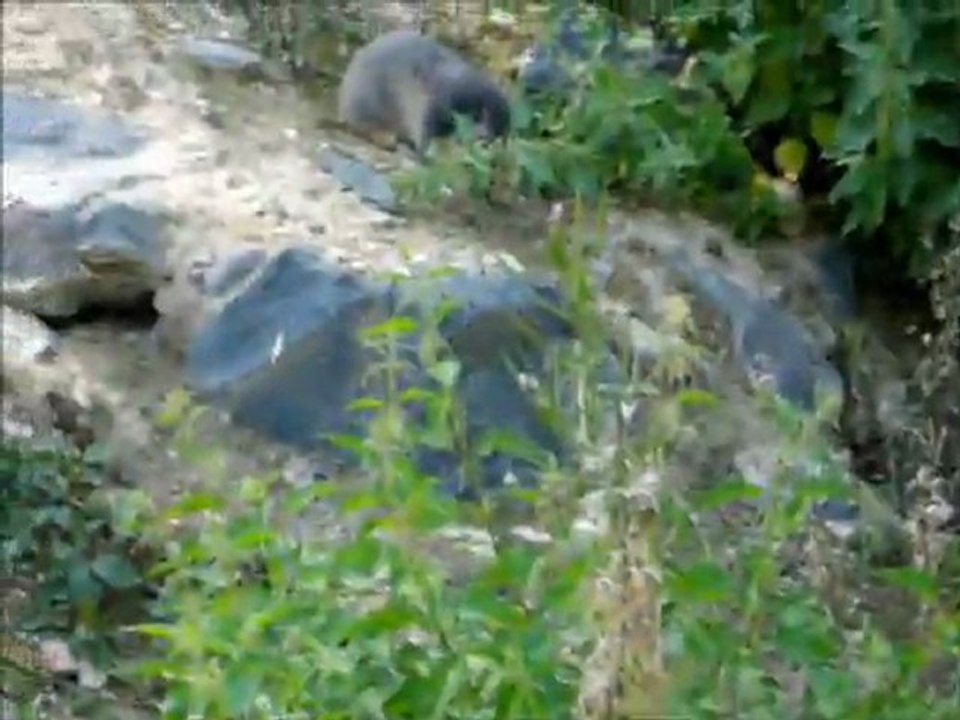LES MARMOTTES