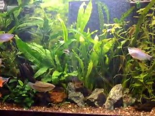 Après la distribution d'artémias congelés