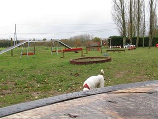 Les premiers pas de Bianca à l'agility