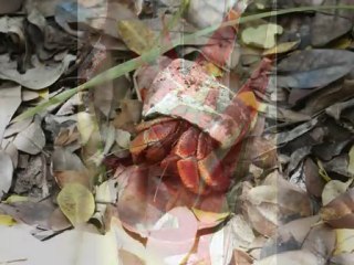 Un jour en Martinique