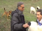 keçi-koyunçobanı-yenice-çanakkale-türkiyemtv-keşif