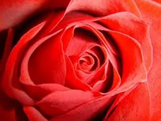 UZAYIP GİDEN TERN YOLLARI