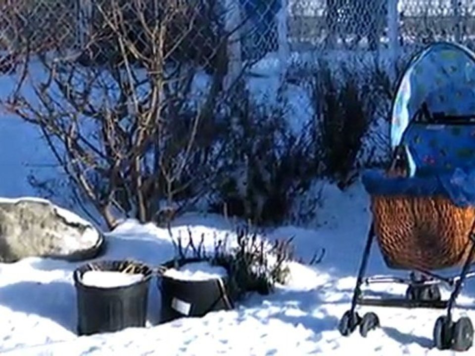 Bébés westie portee automne 2011