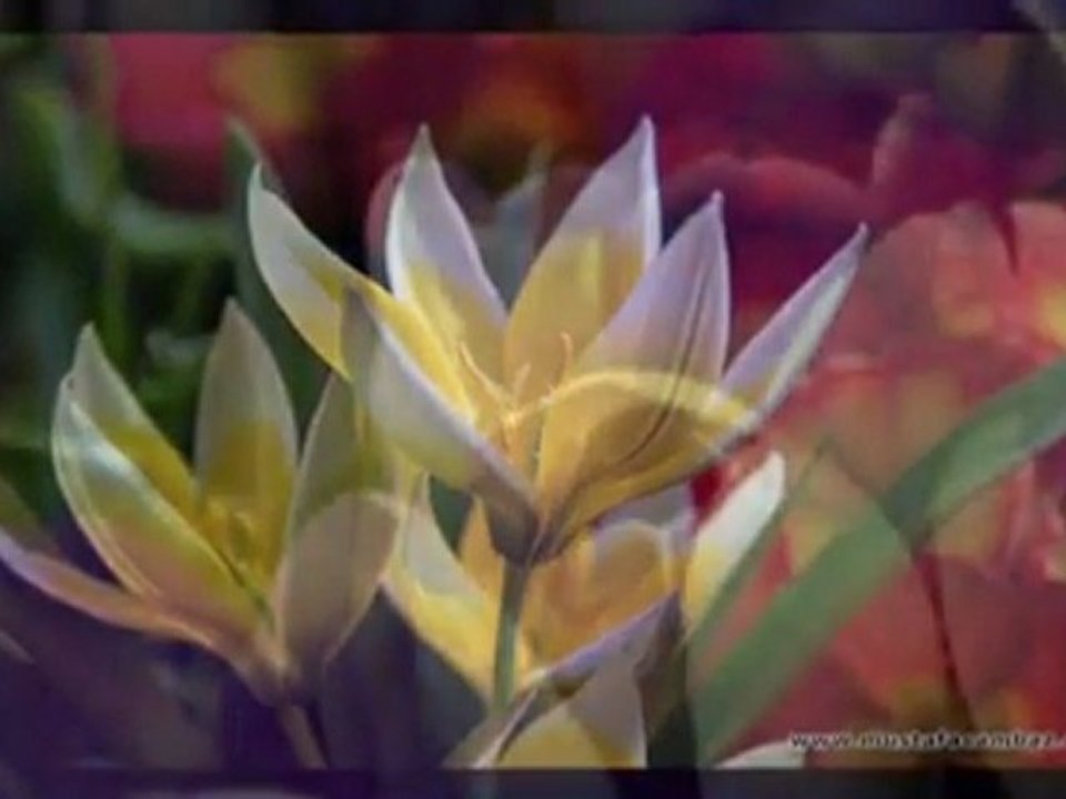 ANLARDI BENI  SELAMİ TIRAŞLAR