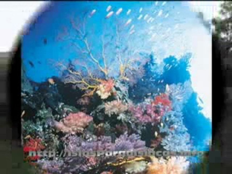 Islas Paradisiacas - Islas Salomon