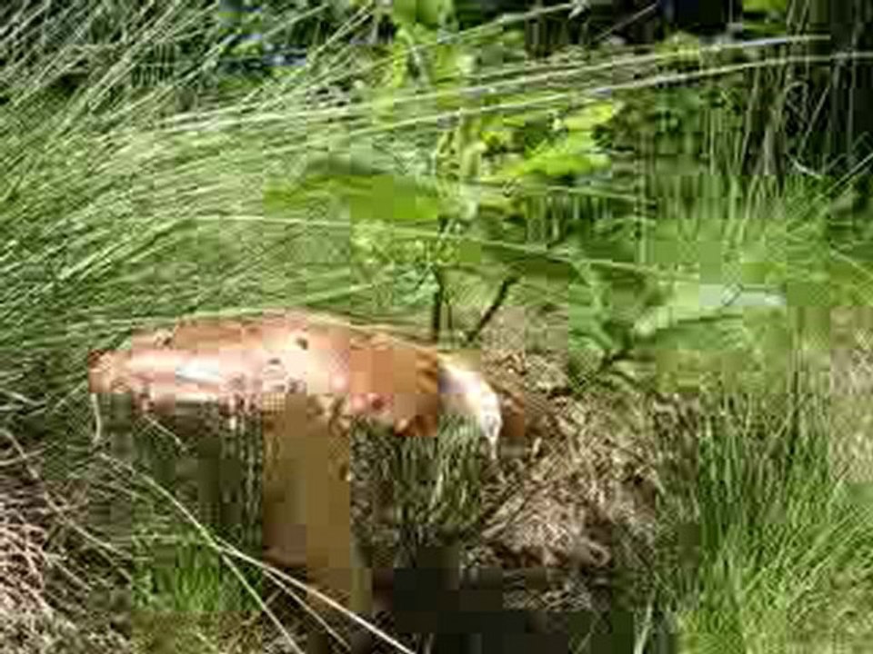 Yeni Türkü - Yeşilmişik