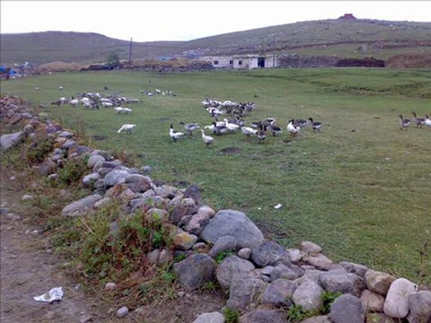 ARDAHAN HOÇVAN YUKARIKURDOĞLU @ MEHMET ALİ ARSLAN Videos