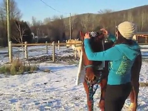 quand ont a rien a faire a l'écurie ont se mari!