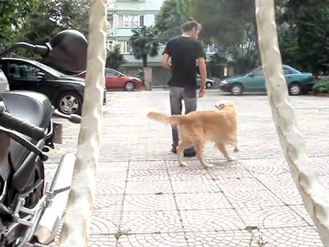 Eğitmen Bora Erbek ve Köpeği Dost -Je Veux