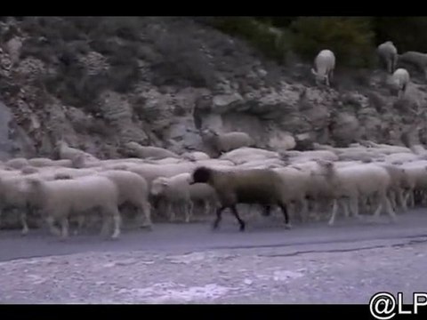 Transhumance - point sublime-gorges du Verdon-Novembre 2011