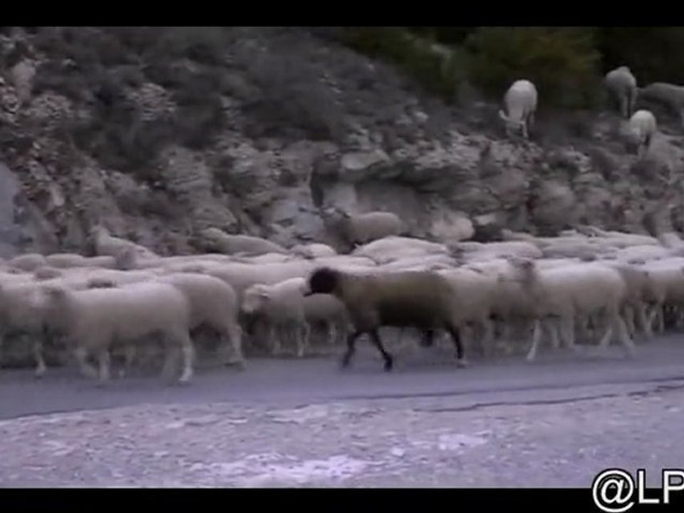 Transhumance - point sublime-gorges du Verdon-Novembre 2011