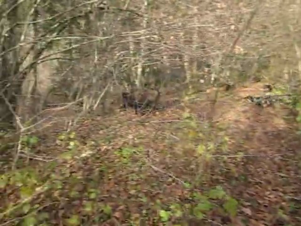 CHASSE AUX SANGLIERS AVEC MES TECKELS