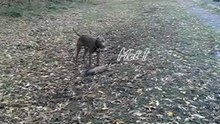 Отдай моё брёвнышко! / Give me my toy ! /