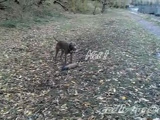 Отдай моё брёвнышко! / Give me my toy ! /