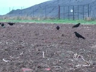chasse corvidés oct 2011