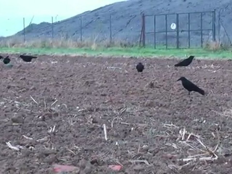 chasse corvidés oct 2011
