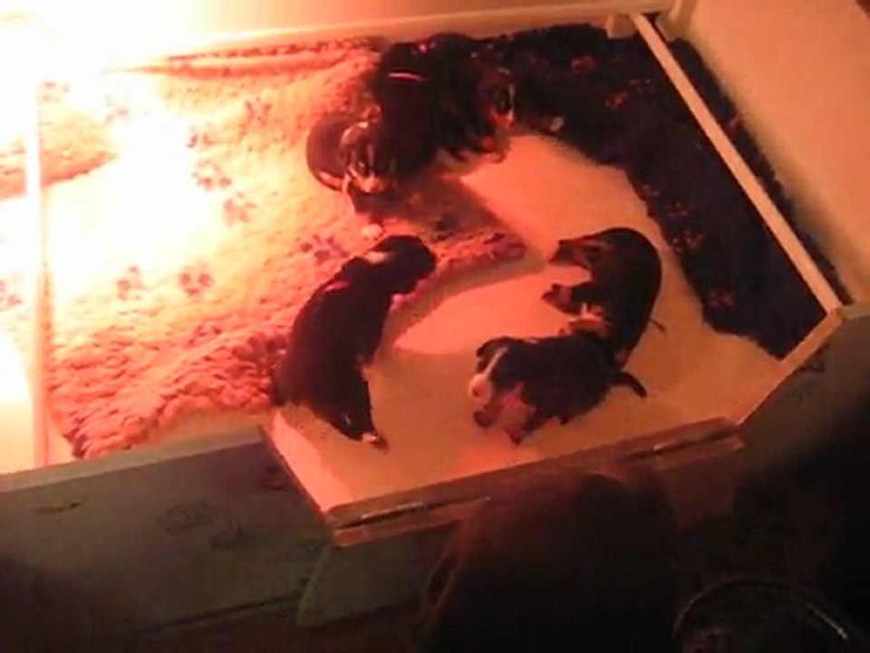 Portée novembre 2011 Ellana x Full Moon - Bébés à 2 semaines