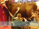 Les concours en race Montbéliarde