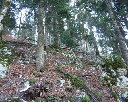 Chartreuse du val Sainte Marie (Vercors centre)